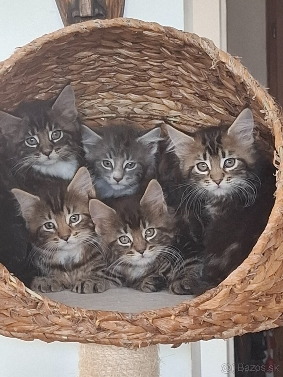 Mainská Mývalia mačka / Maine Coon