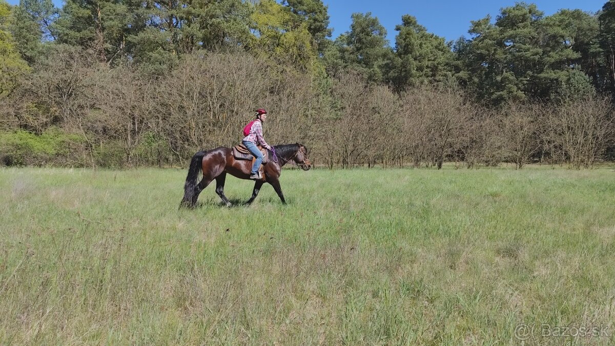 Pripustanie AQHA, APHA, APPA, aj ine