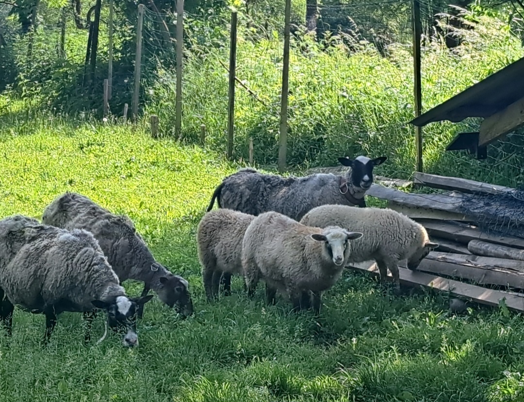 Ovce a jahňatá