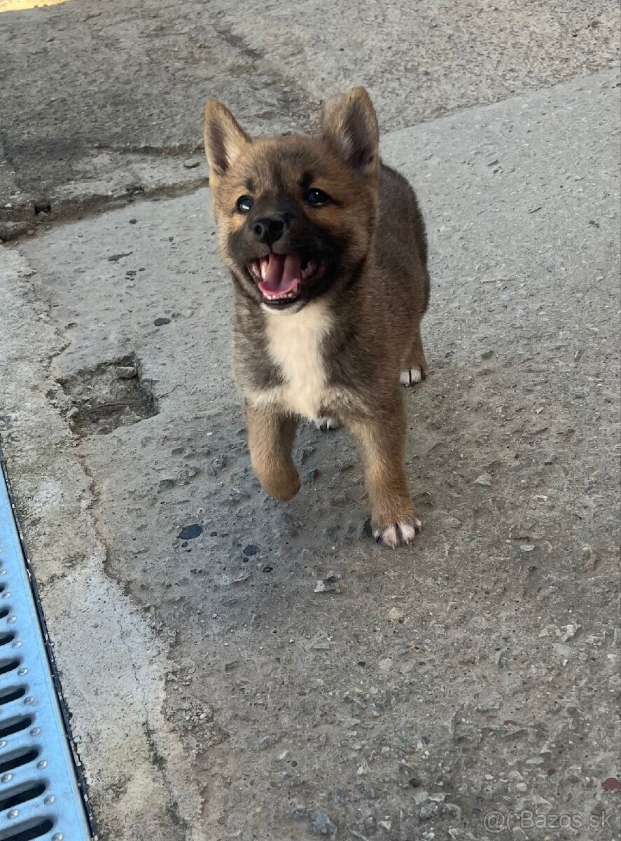 Shiba inu