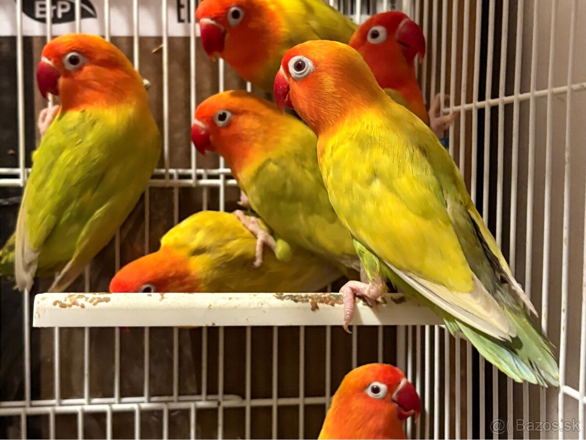 agapornis fischer fallow