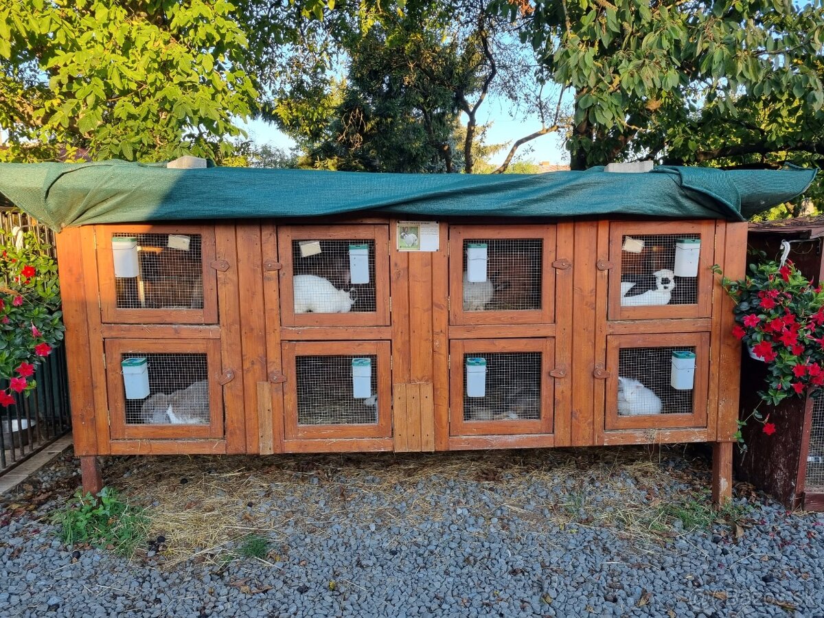 KRÁLIKAREŇ -ZAJAČNÍK