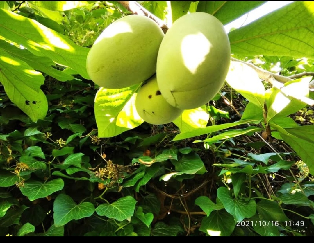 Paw-Paw, banán Severu, Indiánsky Banán, Asimina Triloba
