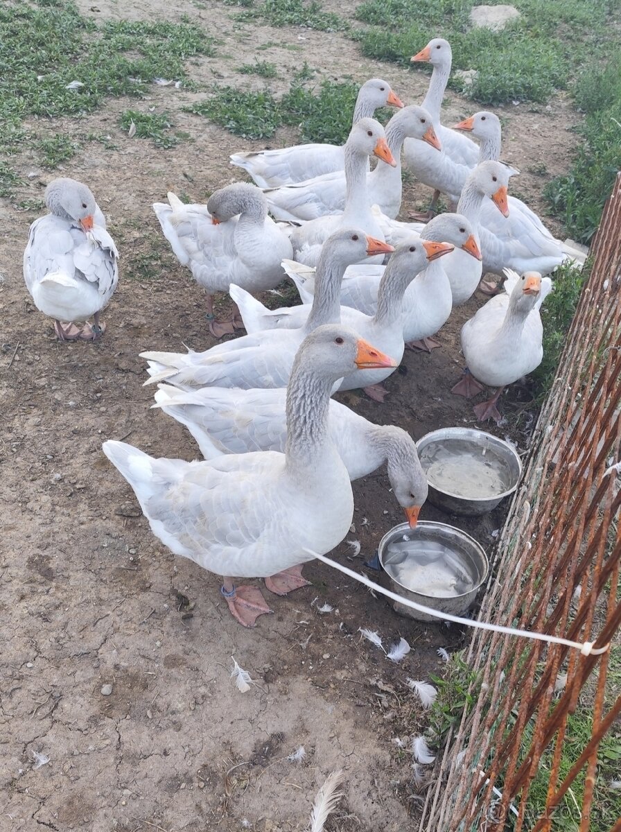 Franské husi (francké)