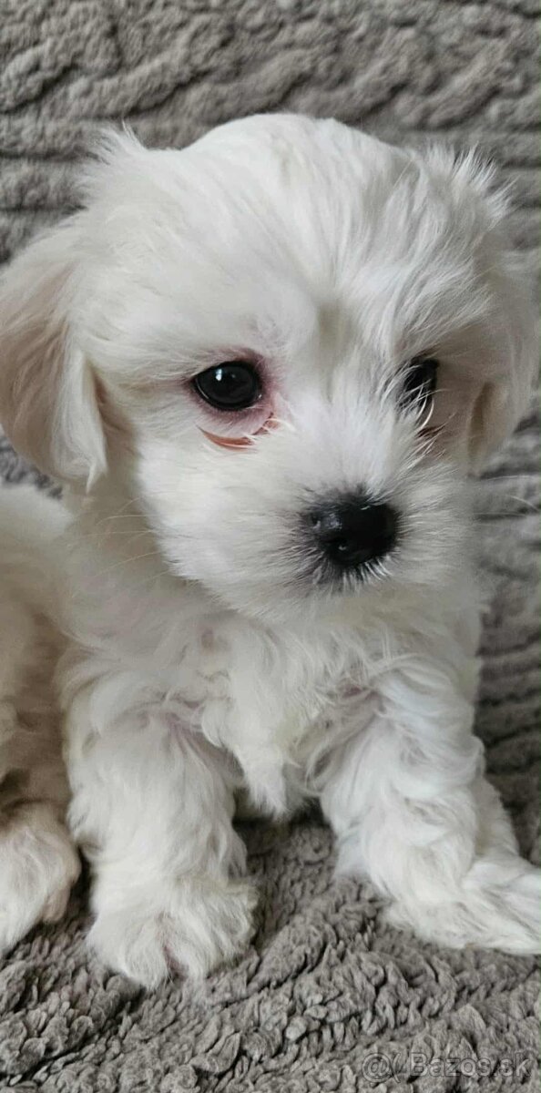 Mini Maltezák