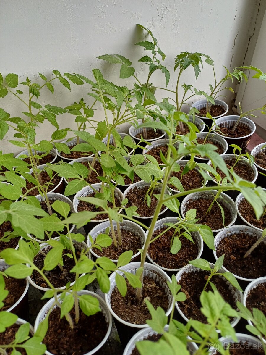 Planty paradajky a papriky