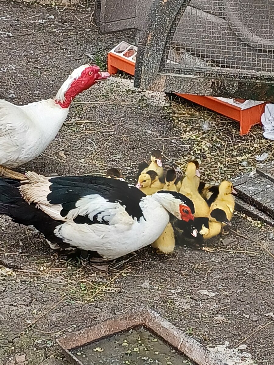 Pekingska kačka