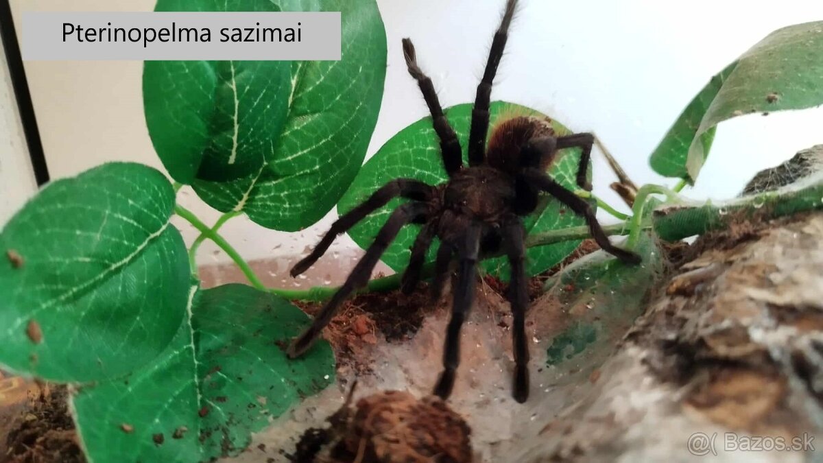 Predam vtackarov aj s terariami