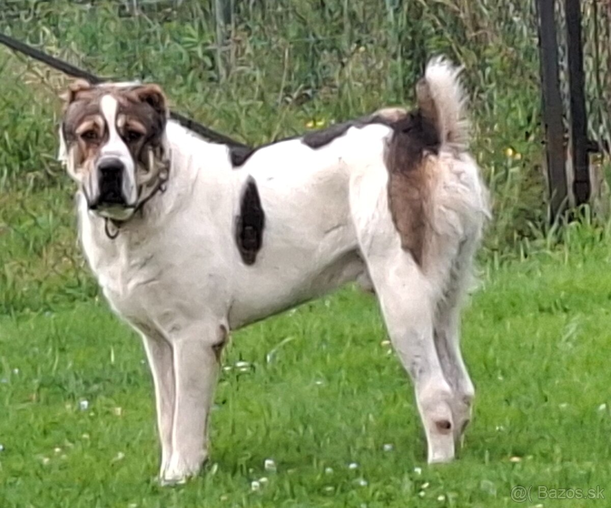 stredoazijsky ovčiak