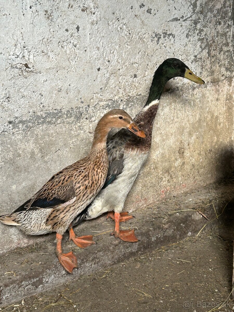 Indické bežce