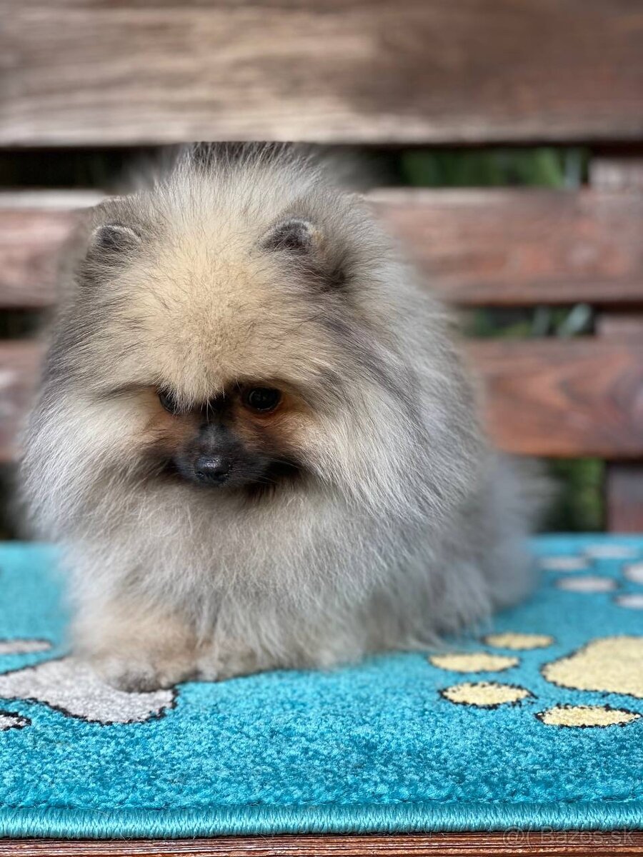 Pomeranian Exkluzivní Fenečka PP FCI