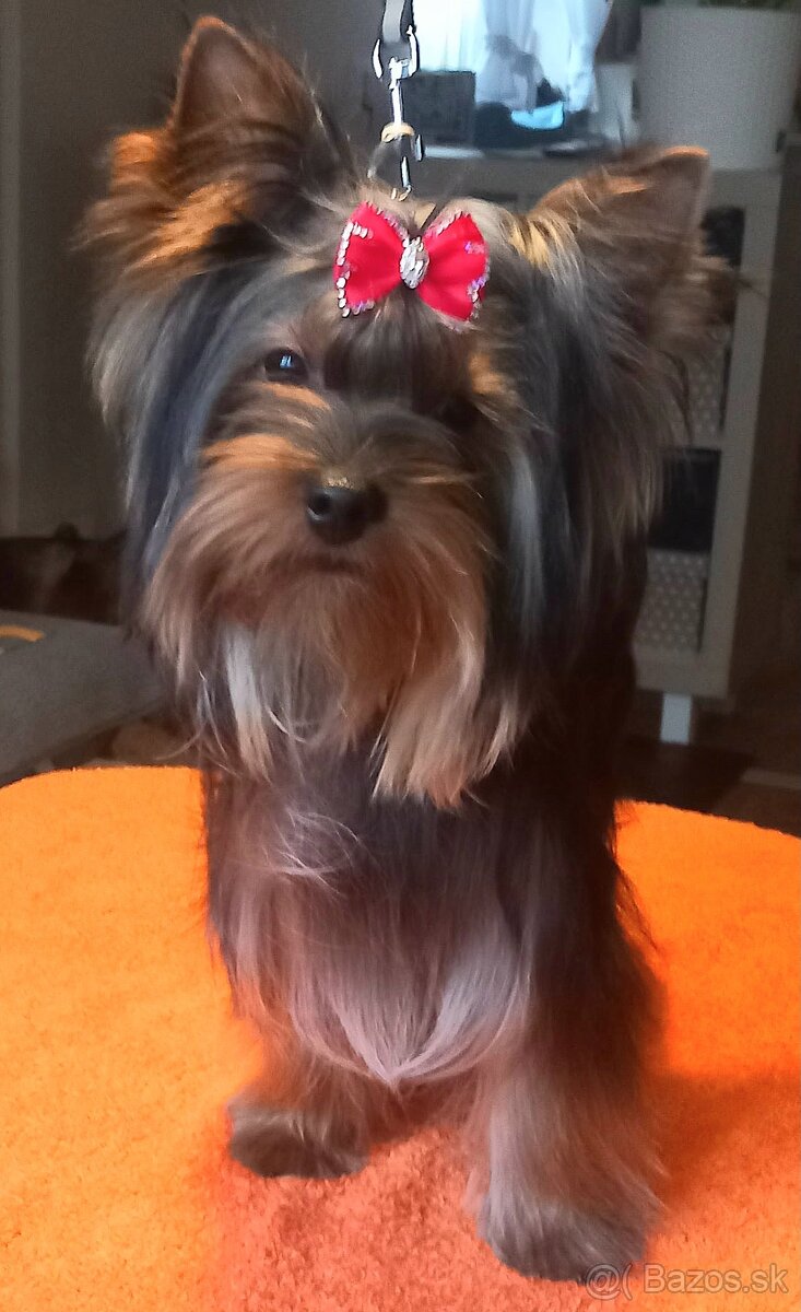 Yorkshire teriér s PP jorkšírsky terier