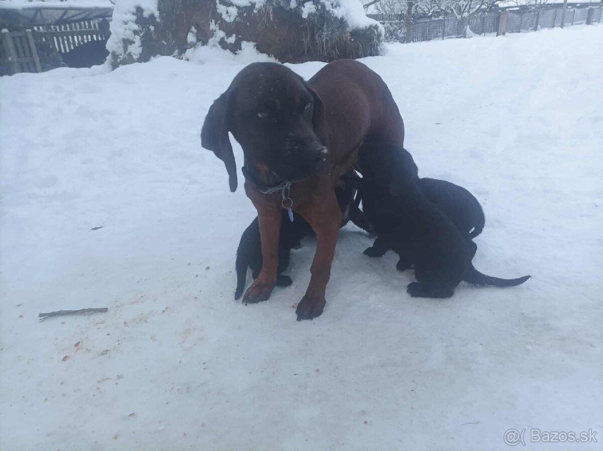 Kríženec labradora a bavorského farbiara