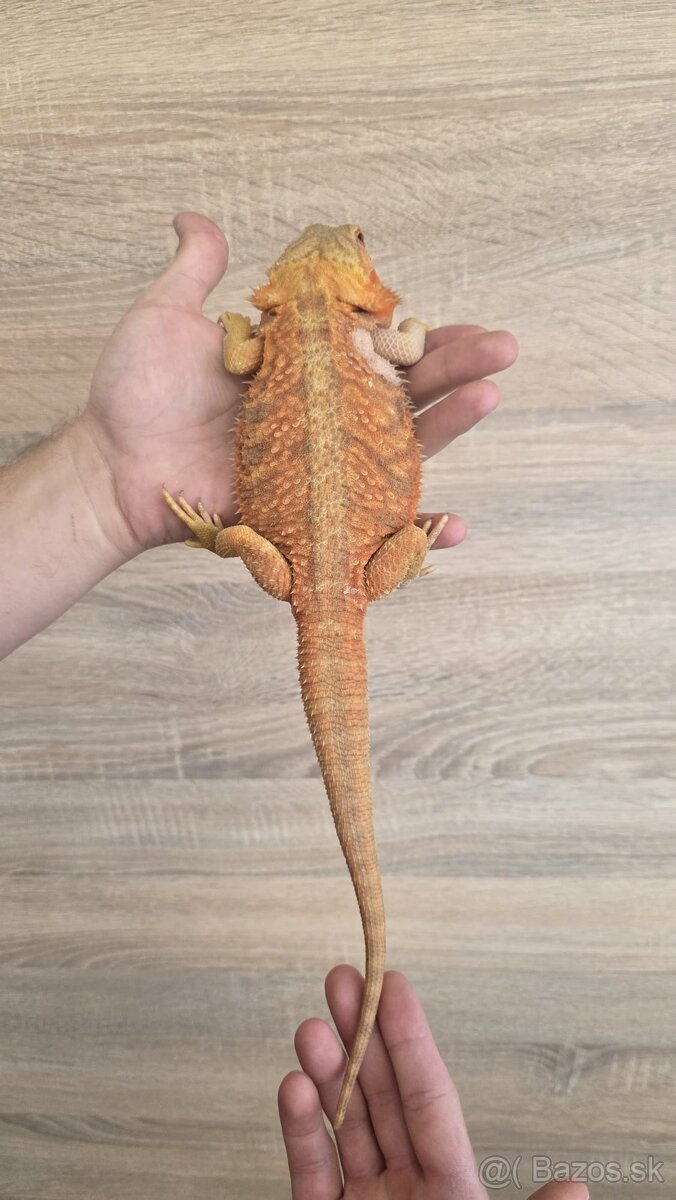 Agama bradatá (Pogona vitticeps)