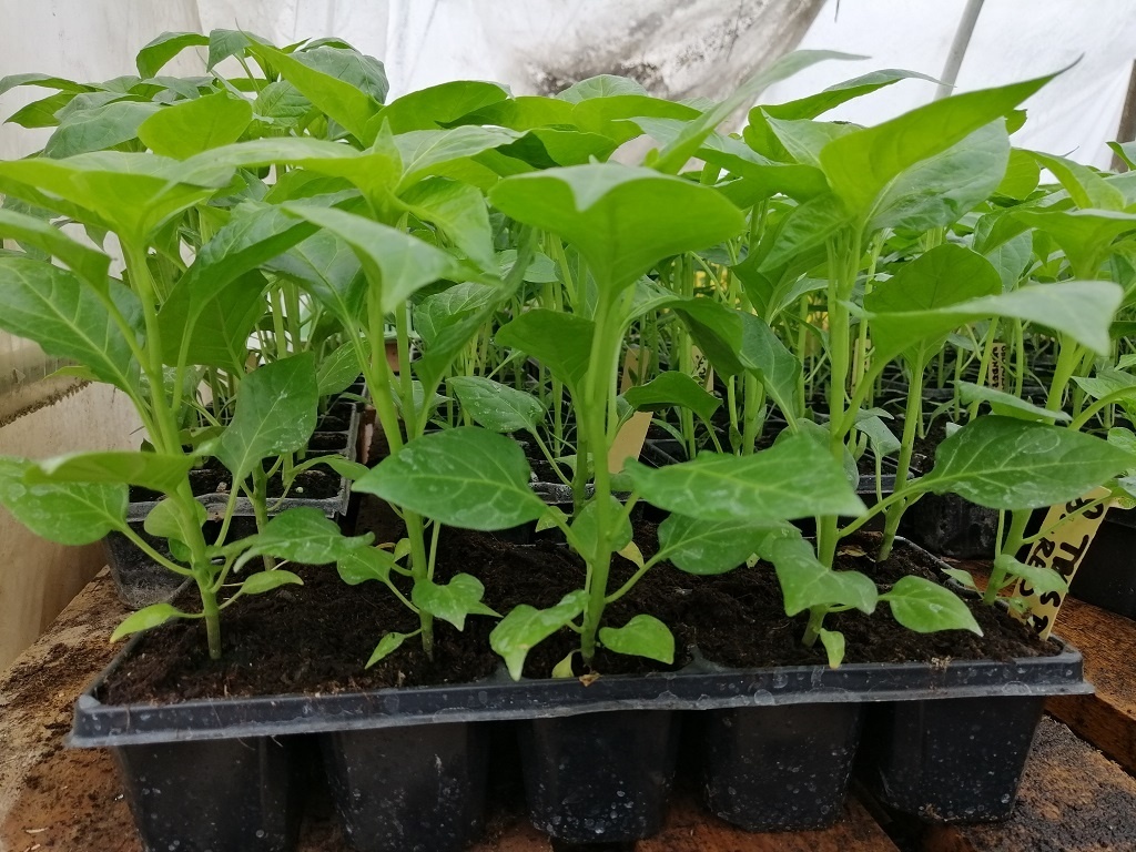 Predaj priesady sadenice planty chilli papriky