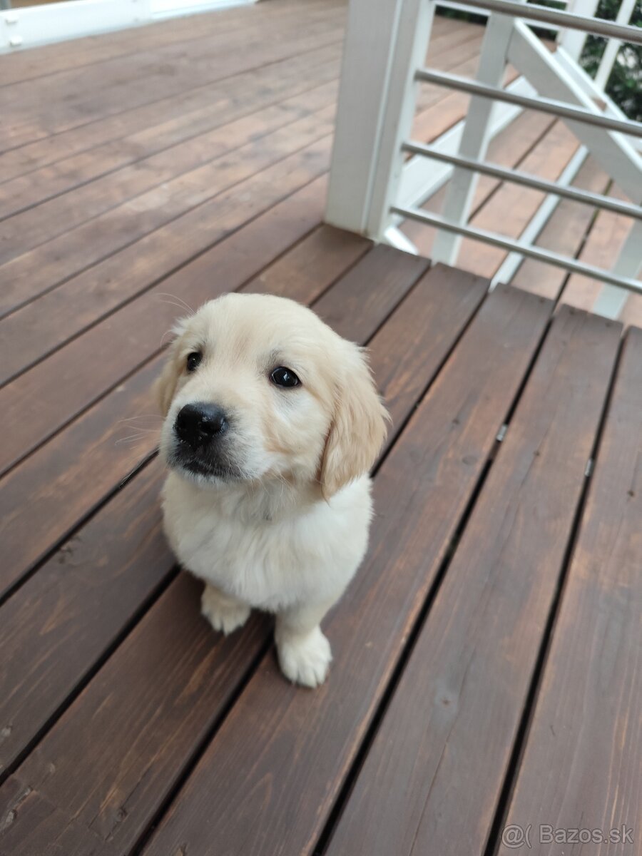 Golden retriever