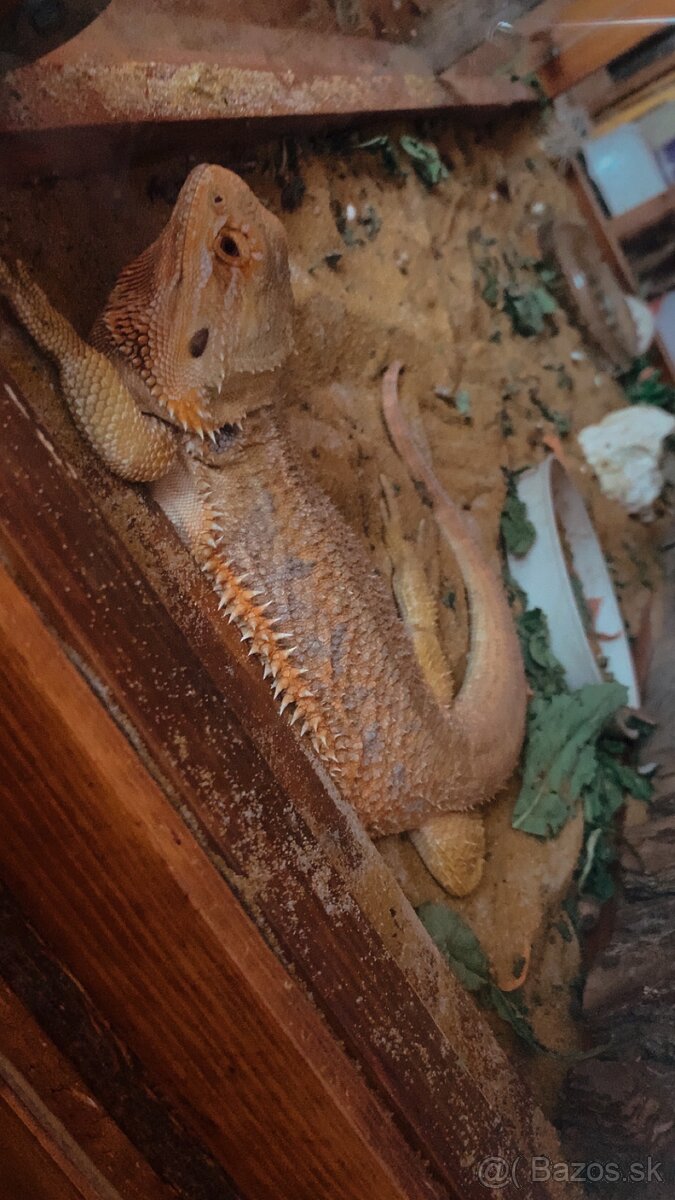 Agama bradatá