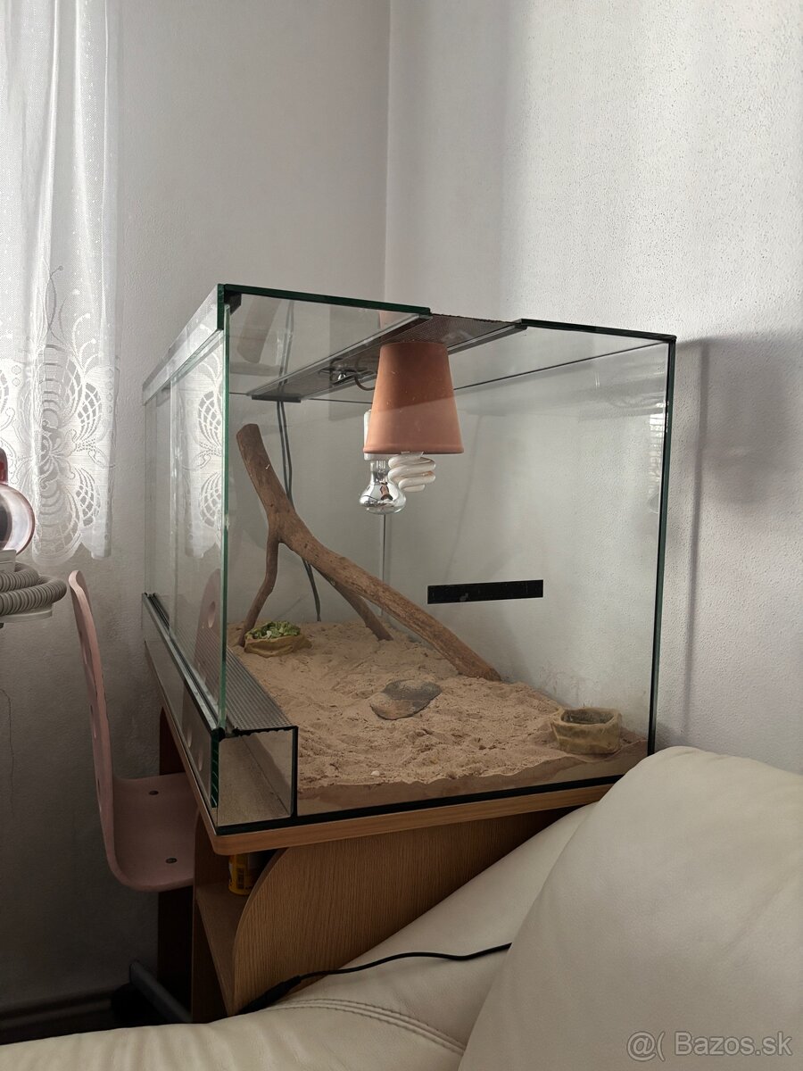 Terarium