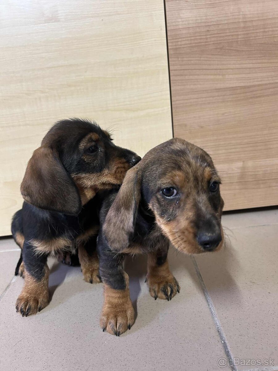 Jazvečík hrubosrstý šteniatka