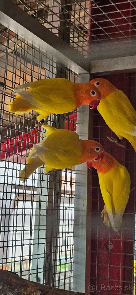 Agapornis fischer
