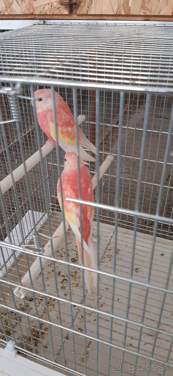 Neofema burková ružová rubino.