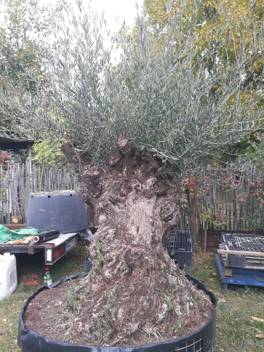 Olivovník bonsai