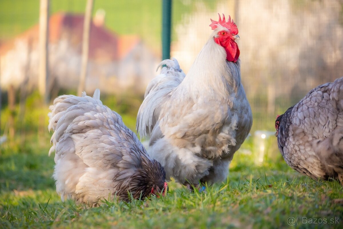 Orpington kohúty na predaj