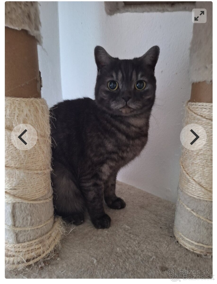 Lili- britská mačička