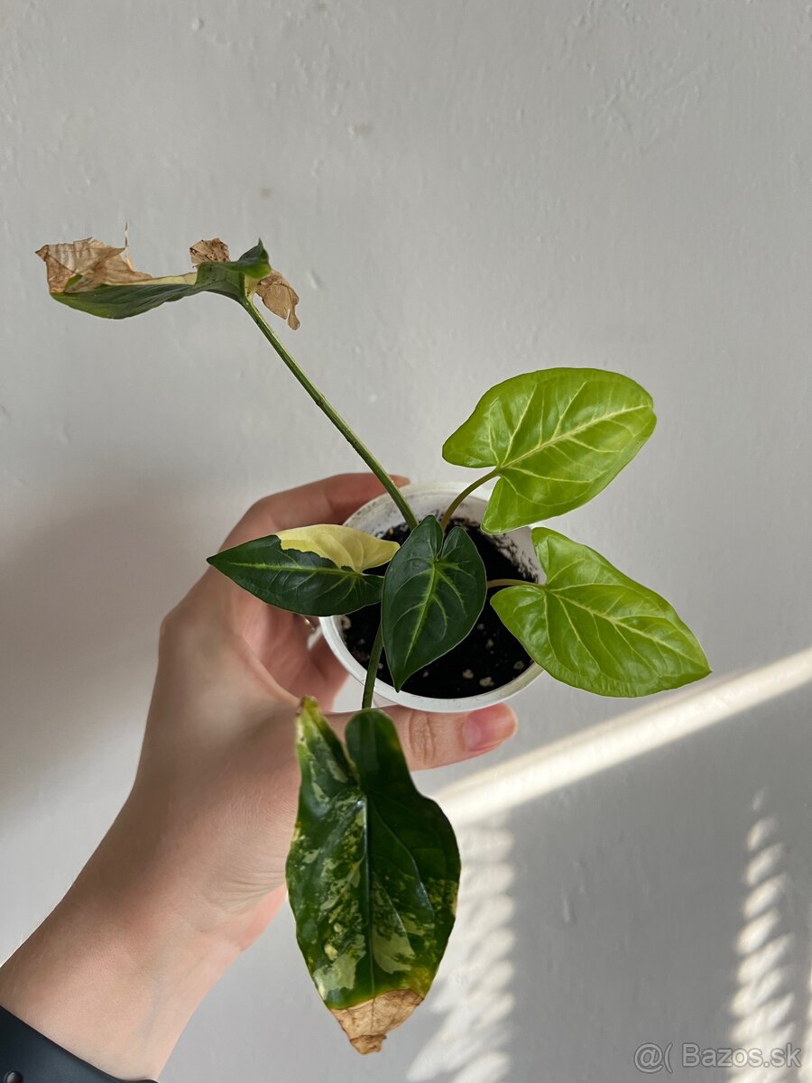 Syngonium Aurea