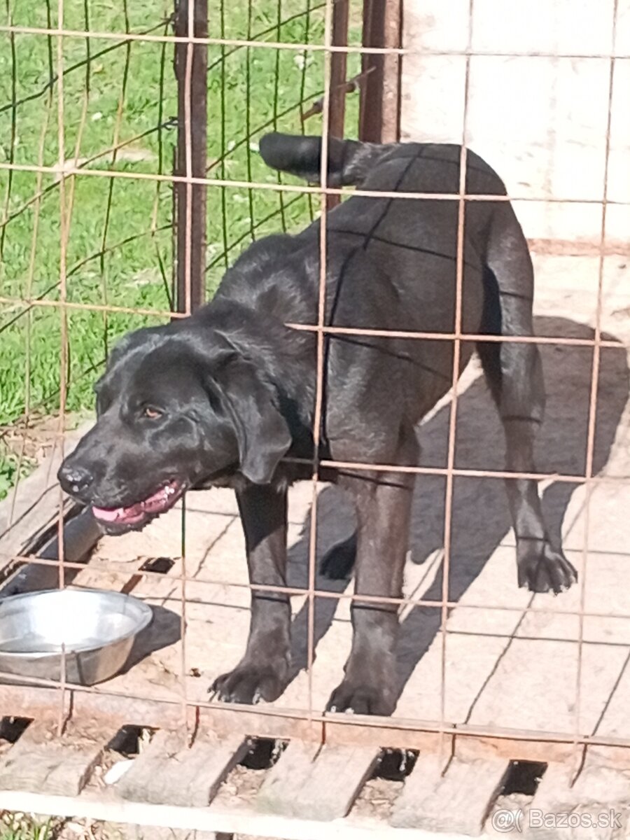 Labrador čierny