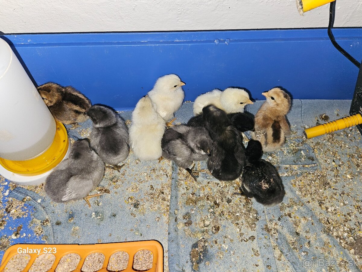 Predám kurčata araucana