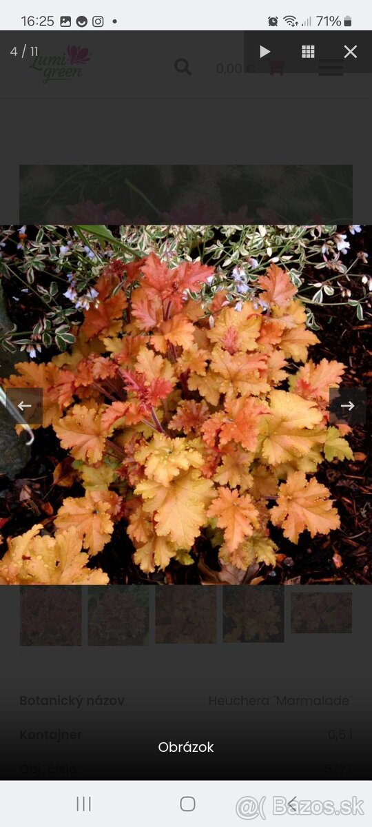 Heuchera Marmelade