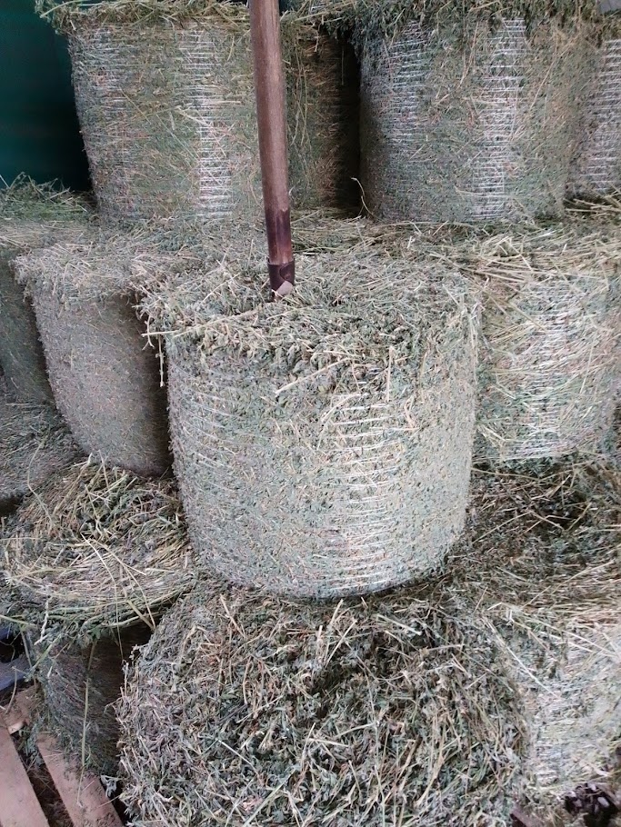 lucerka