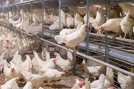 Nosnice leghorn