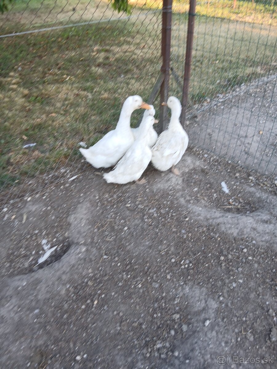 Predam kacice, akuriatka Kalimero Araucana