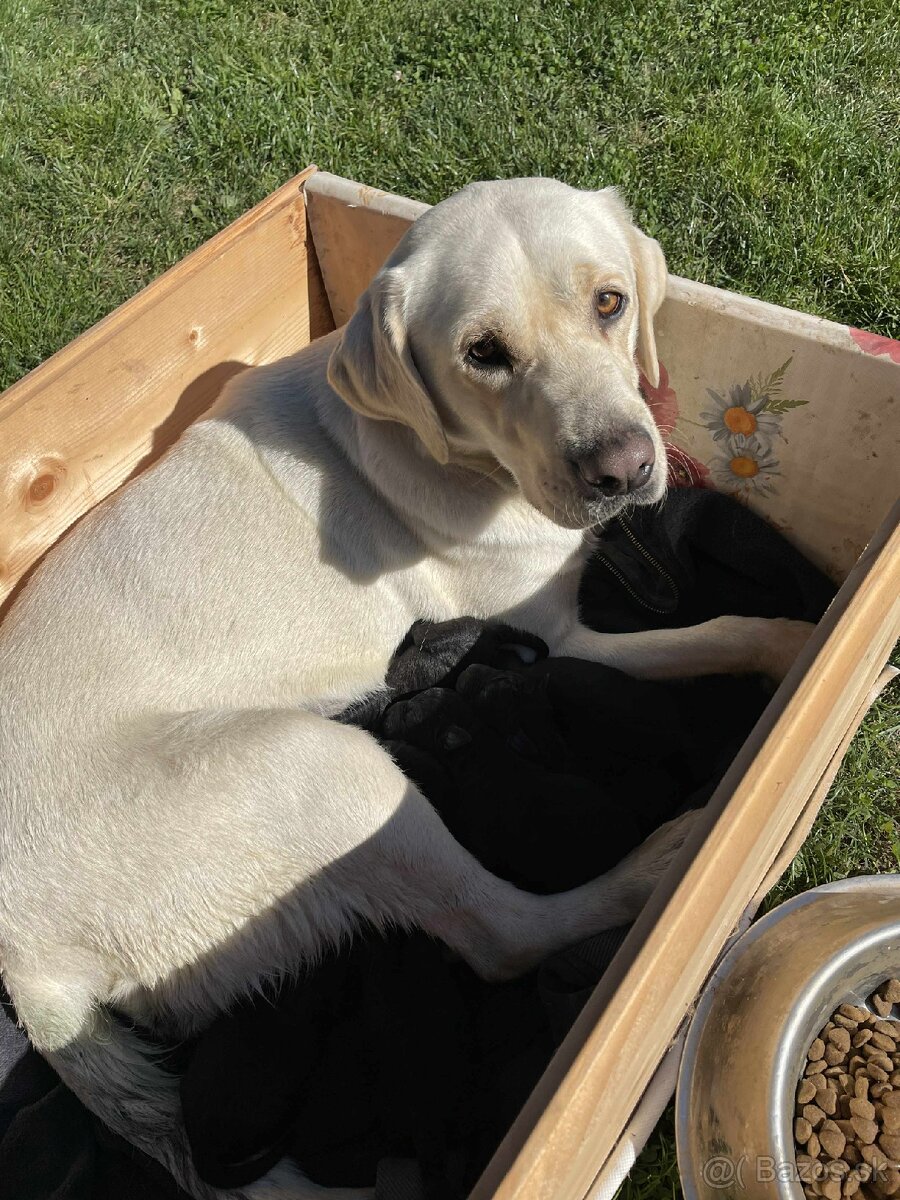 Darujem šteniatka kríženca Labradora