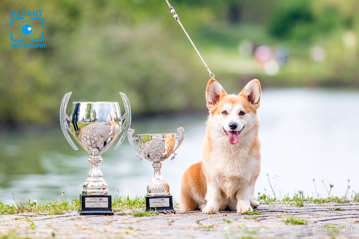 Predám šteniatka plemena Welsh Corgi Pembroke