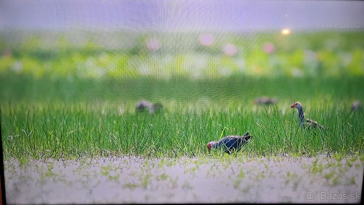 SMART LED TV Samsung