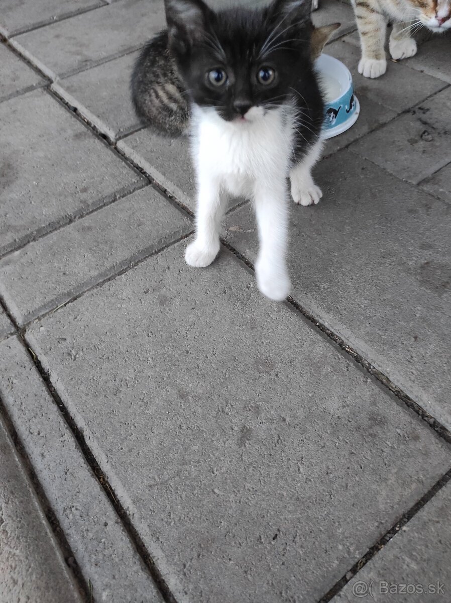 Mačiatka