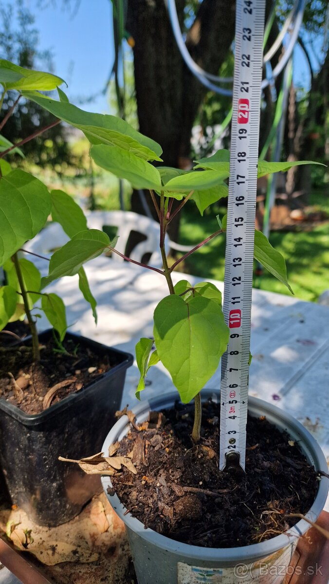 Katalpa severná - Catalpa speciosa (ročné stromčeky)