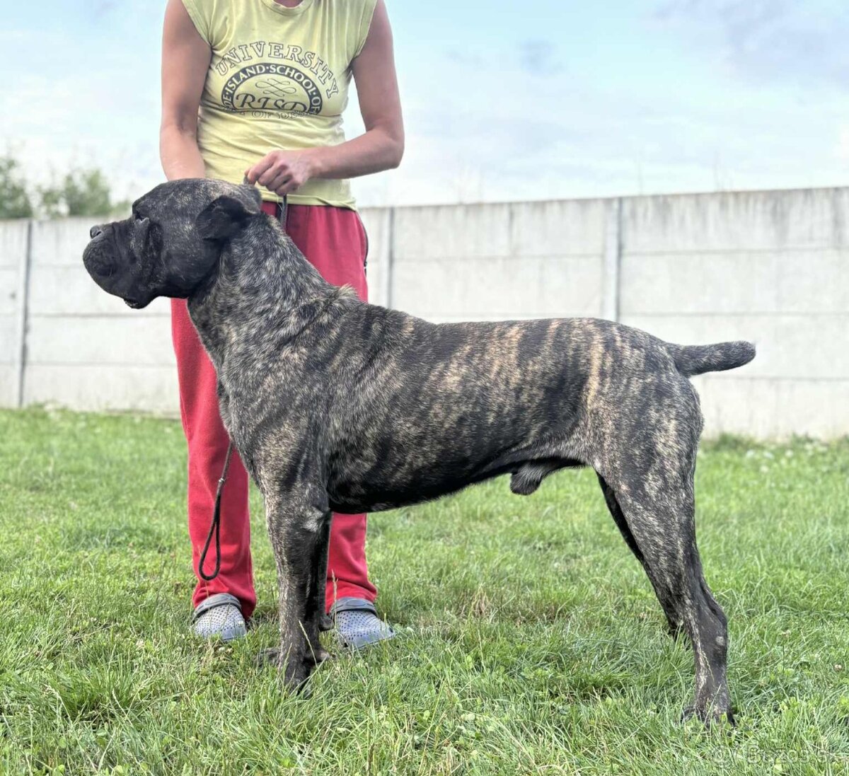 Cane corso