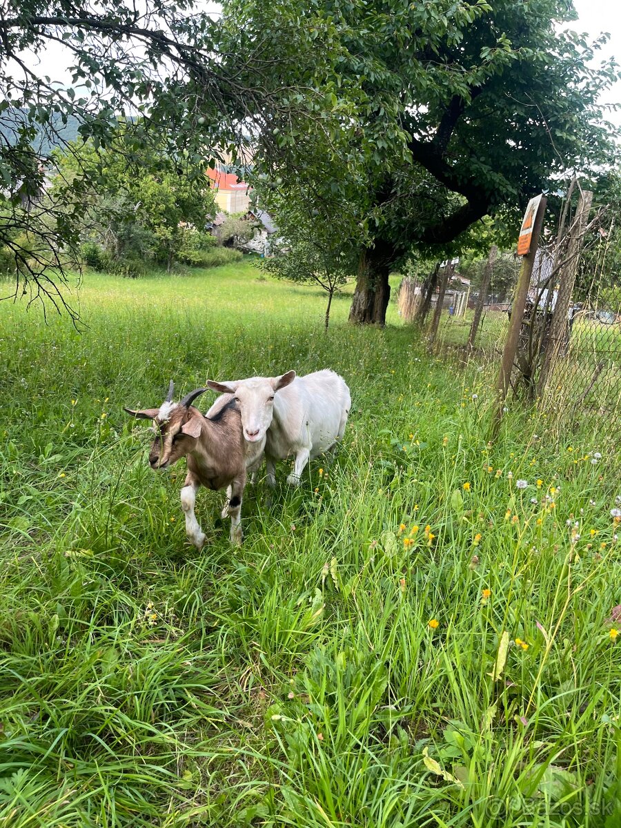 Predaj kôz a oviec