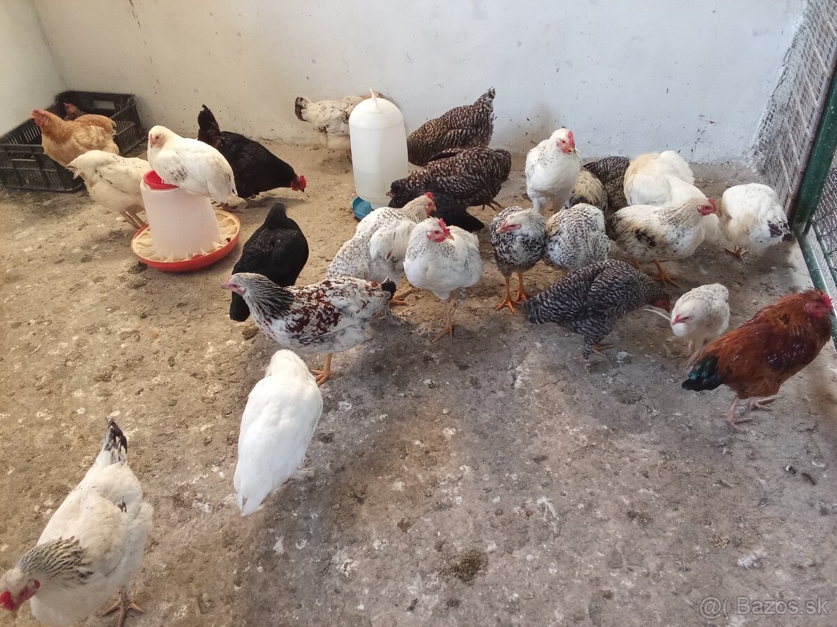 Predám tohtoročných kohútov