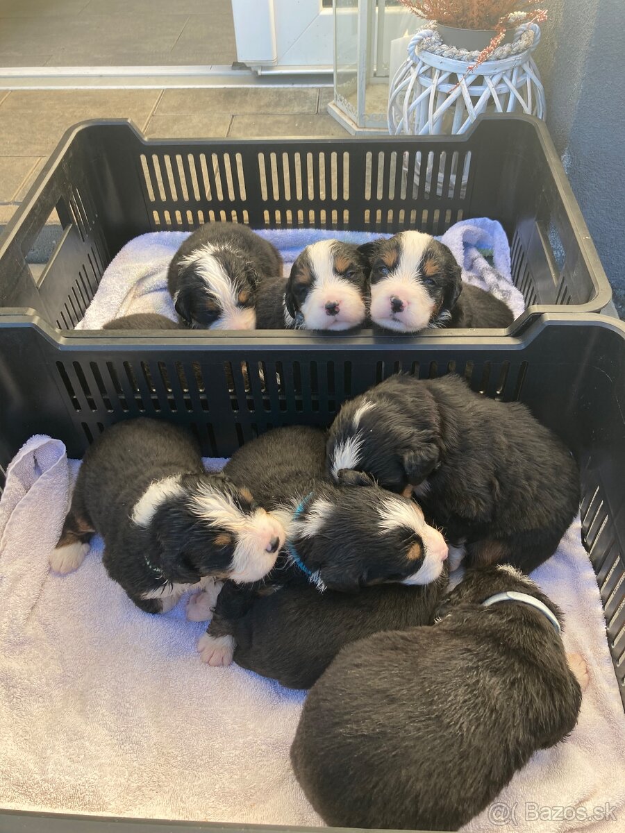 Bernský salašnícky pes