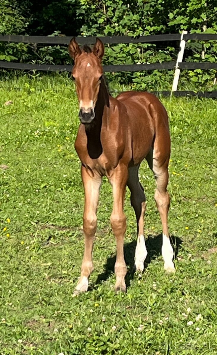 Zangersheide hrebecek