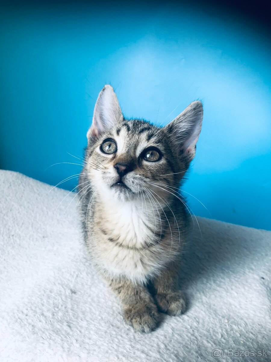 LOU SI HĽADÁ DOMOV VO VNÚTRI