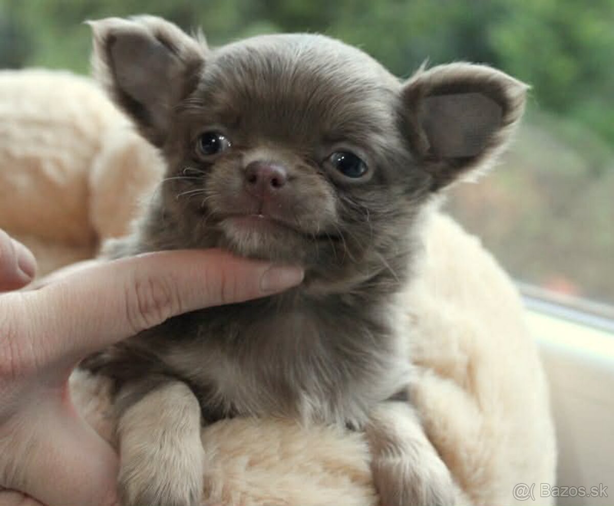 Čivava psik s PP ( Lila psík -Zippo )