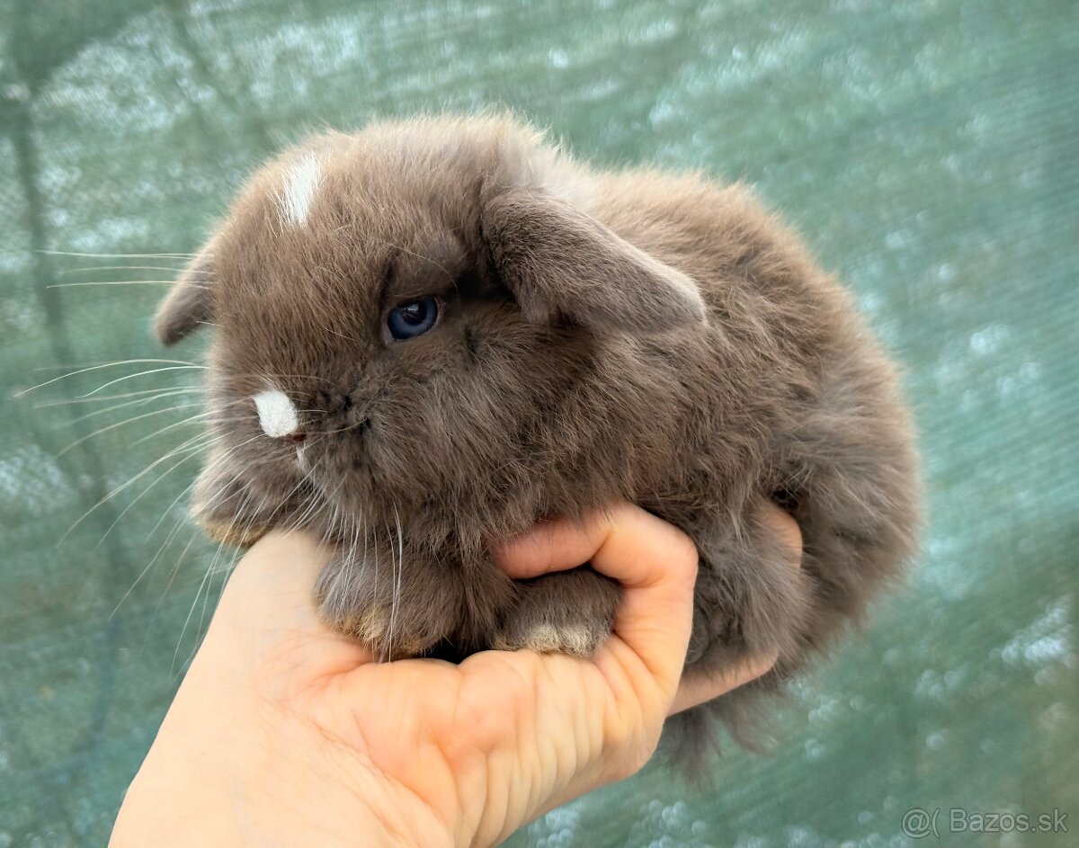 mláďatká minilop – samičky 🐰💕