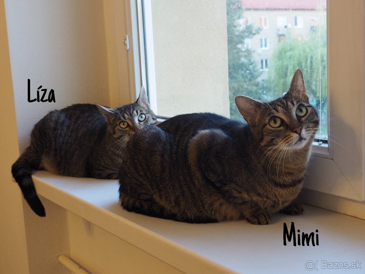 Sestričky MIMI a LÍZA hľadajú domov