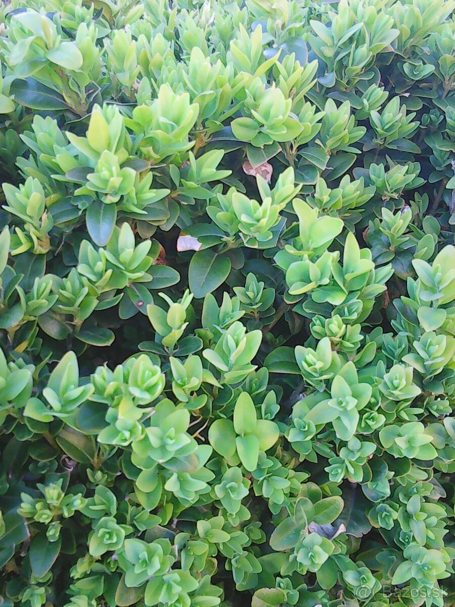 buxus vzdyzeleny